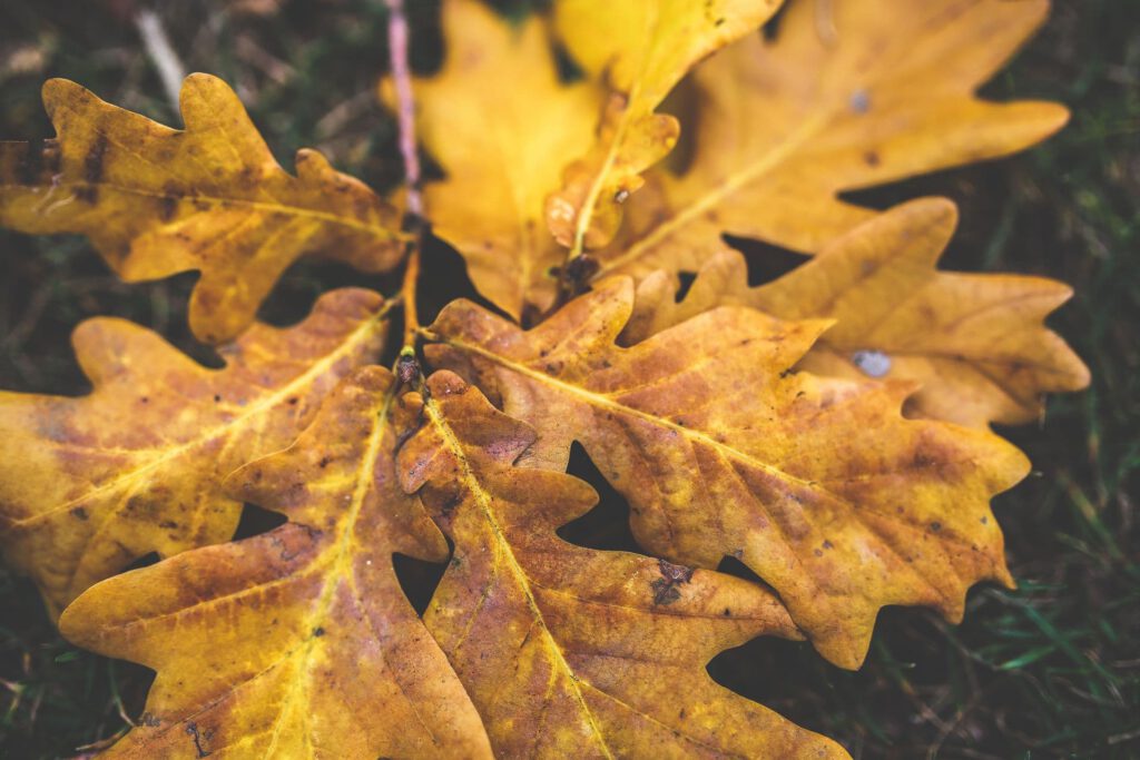 Baumpflege Altmühltal Eichenblätter Herbst Logo